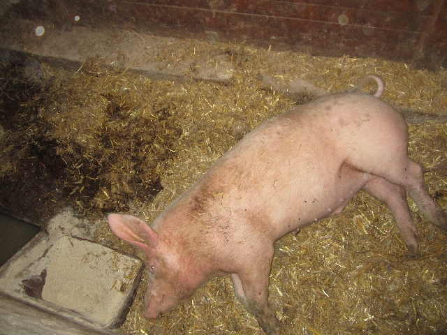 2013-04-25 Schultenhof O1 41