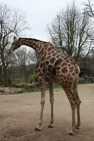 2013-04-17 Zooprojekt U2 01