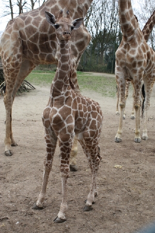 2013-04-17 Zooprojekt U2 02