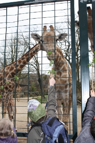 2013-04-17 Zooprojekt U2 05
