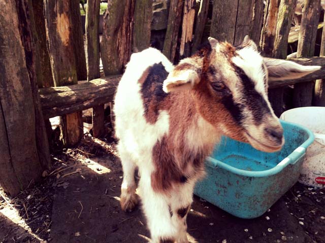 07-Tiere