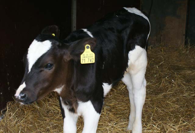 07a- Tiere