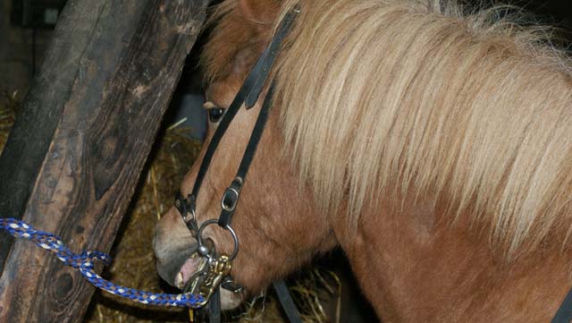 09a-Tiere