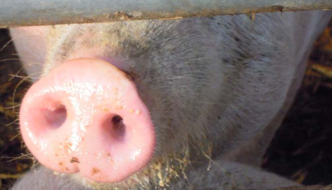 11a - Tiere