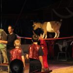 2013-03-01_Zirkusbesuch