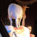2013-03-01_Zirkusbesuch