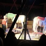 2013-03-01_Zirkusbesuch