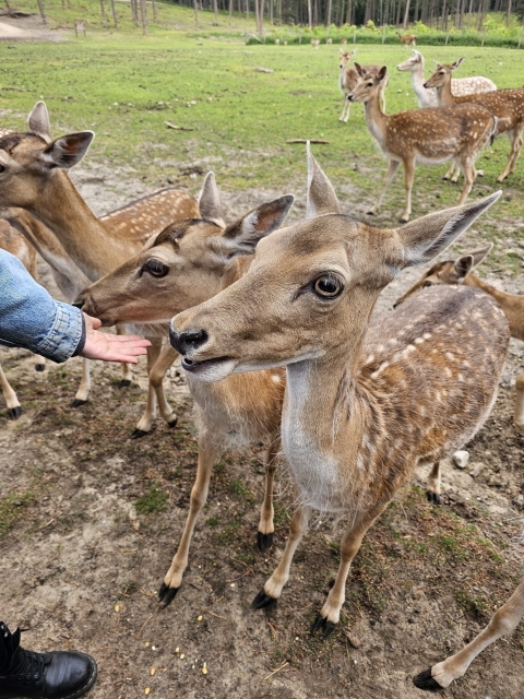 2025 05 27 Primarstufenausflug Hamm 012